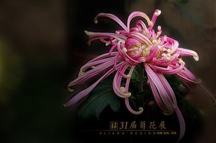 小妈苏蕊大结局